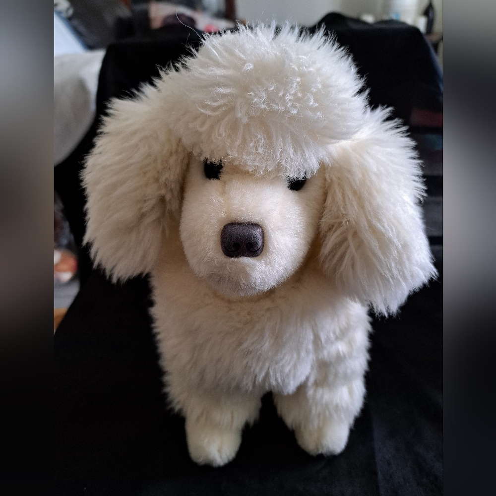 Beautiful White Poodle